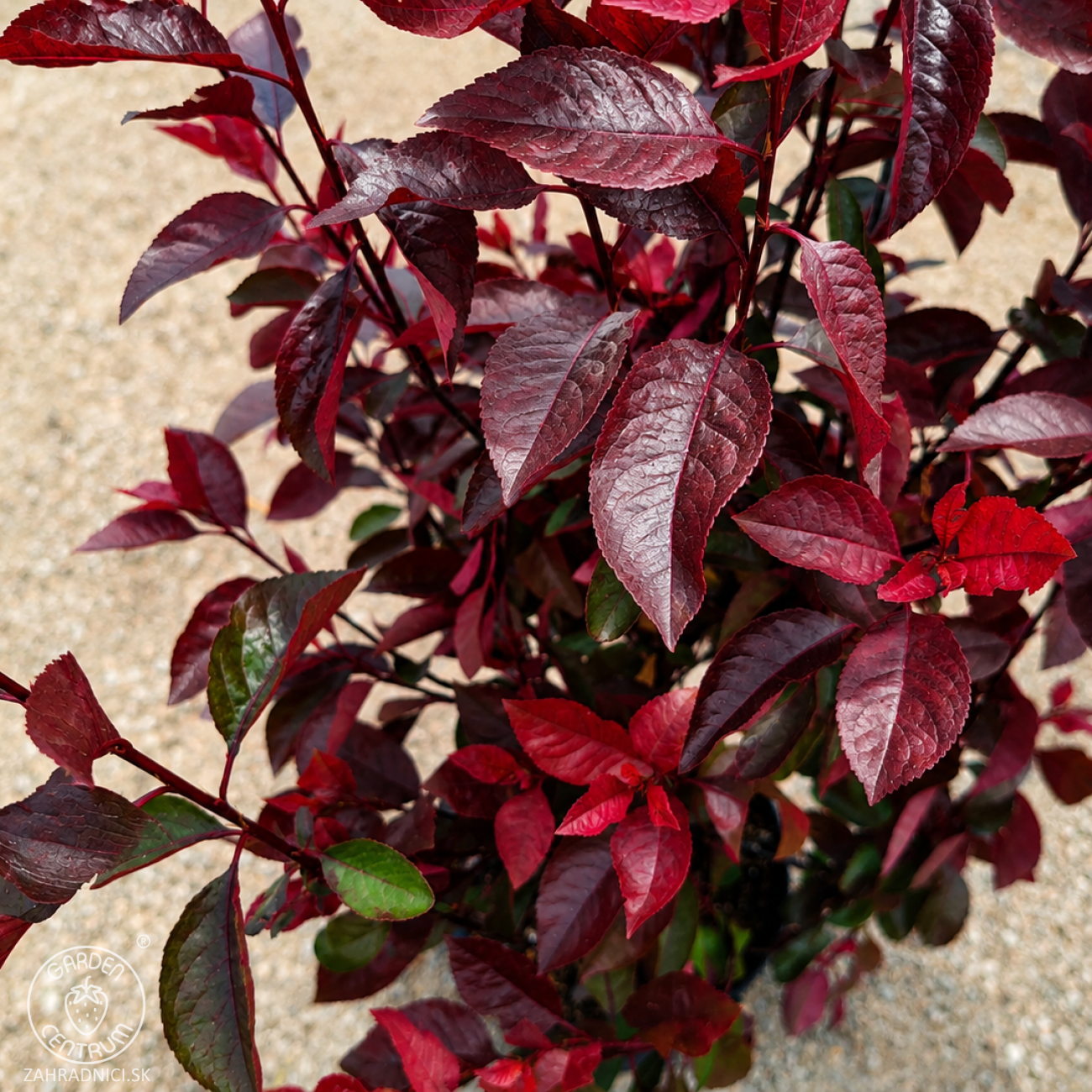 Obrázok Okrasná slivka (Prunus × cistena) - výška 140-160 cm, kont. C10L - kríková